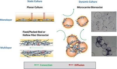 Influence of Microenvironment on Mesenchymal Stem Cell Therapeutic Potency: From Planar Culture to Microcarriers